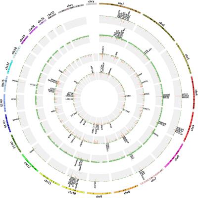 Identification of Atrial Fibrillation-Associated Genes ERBB2 and MYPN Using Genome-Wide Association and Transcriptome Expression Profile Data on Left–Right Atrial Appendages